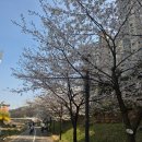 정평천 | 🌸 수지 정평천 벚꽃 산책 후기｜아이들과 주말 꽃놀이 코스 추천