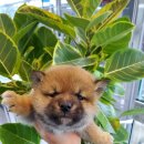 이누아이 이미지