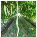 여주-0577 이미지