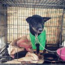 아지사랑 이미지