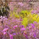 원미공원 이미지