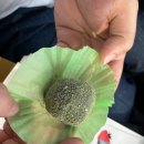 돌산 진모축구장 | [여수] 원조 삼대옥 딸기모찌는 정말 맛있었을까? | 돌산직영점 혼합 6구 내돈내산(웨이팅, 주차)