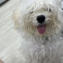 깔꼼 애견미용실 | [강아지 미용실] 구의 마르댕 애견미용 말티푸 전체컷 후기