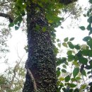 푸른 제주 이미지