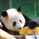 3살 생일 맞은 망찬찬🐼 이미지