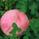 참새골농원 이미지