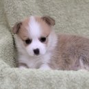 아장아장 이미지