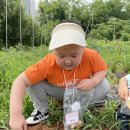 6월＜도시농부소풍 자연체험학교 - 감자캐기＞ 이미지