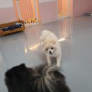 딩굴댕굴 애견호텔 유치원 이미지