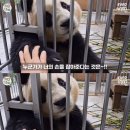 판다탕후루 - 부평구 시장로 21 | 판다탕후루