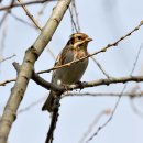 호곡리의 쑥새(Rustic bunting) 이미지