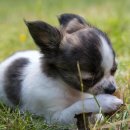 바나나 동물병원 이미지