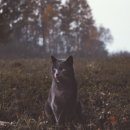 시니 이미지