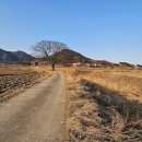 당산나무 티스토리