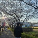 경희대학교 | 수원 벚꽃명소 경희대학교 다녀온 후기 주차 꿀팁까지