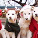 글로벌진돗개 이미지