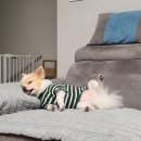 꼬모의 산책 이미지