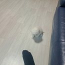 으라차차멍 이미지