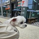 숲속노을 동물병원 이미지