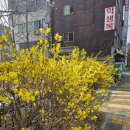 개나리세탁소
