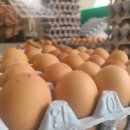 새벽알유통 이미지