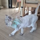 애옹이발소 이미지