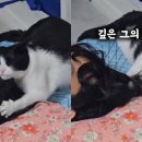 묘한향기 이미지