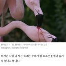 [혐주의?] 새끼에게 먹이를 주는 플라밍고 이미지