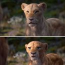 라이온킹 이미지