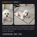 댕실댕실 | [댕실댕실]첨단애견미용실•첨단애견미용•첨단애견유치원