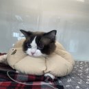 베리굿동물병원 이미지