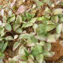 남산농원 이미지