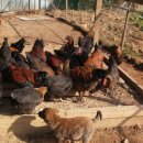 한우리농장 이미지