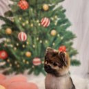 황실 애견미용 살롱 이미지