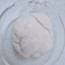 그린팜협동조합 | 면역력도 키우고 치매예방에 도움되는 음식은??