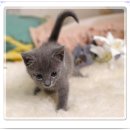 네발하우스 고양이전문 마포점 | 홍대고양이분양 네발하우스를 선택한 이유