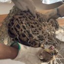 주인 있는 벵갈고양이를 숲에 풀어준 소방관..`야생동물로 착각` 이미지