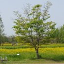 황룡친수공원 네이버블로그