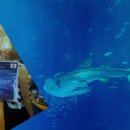 77수족관 이미지