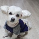 오늘DOG예쁨 이미지