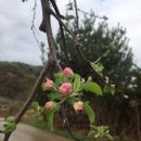 사과꽃필무렵 이미지