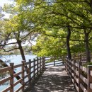 출렁다리 이팝나무길 이미지