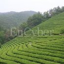 보성아구찜 이미지