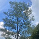 푸른잔디 이미지