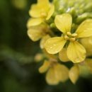 원예심리상담사 이미지