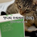 도담캣 | 고양이 장난감 추천 | 도담이가 푹 빠진 캣디피 마따따비 우드볼 후기