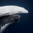 자연속의 펫 이미지