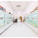 유앤미펫 고양이분양 강아지분양 인천본점 이미지