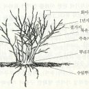 블루베리 가지치기 이미지