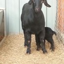 슈퍼염소농장 이미지